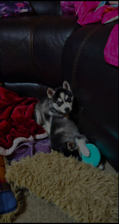 Alaskan Malamute